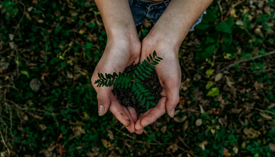 Sustainable cotton field and eco packaging